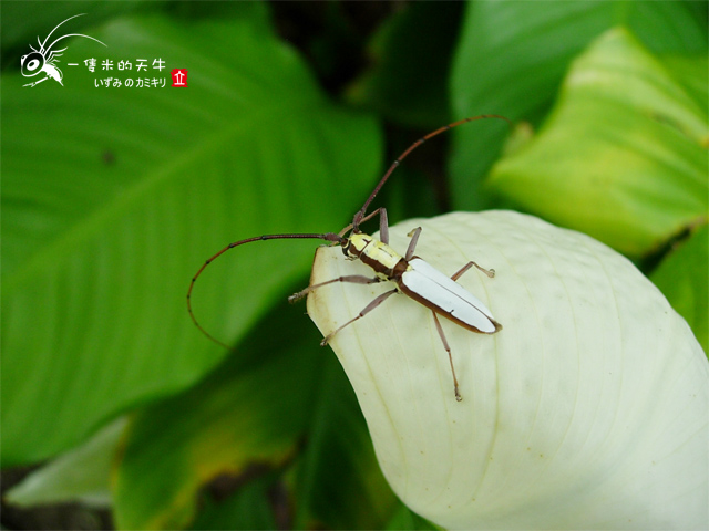 «ö¦¹¦b·sµøµ¡ÂsÄý¹Ï¤ù