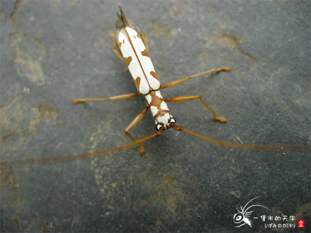 «ö¦¹¦b·sµøµ¡ÂsÄý¹Ï¤ù