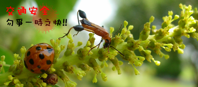 «ö¦¹¦b·sµøµ¡ÂsÄý¹Ï¤ù