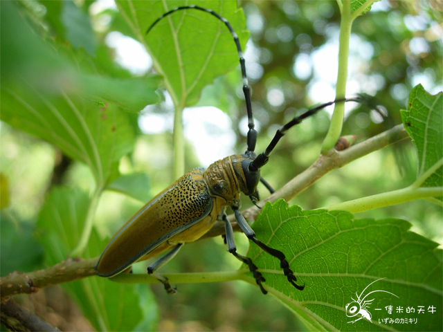 «ö¦¹¦b·sµøµ¡ÂsÄý¹Ï¤ù