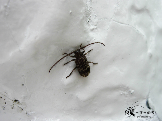 «ö¦¹¦b·sµøµ¡ÂsÄý¹Ï¤ù