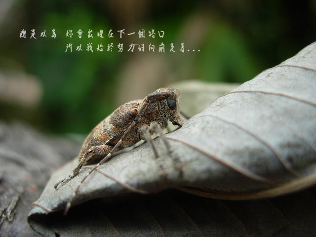 «ö¦¹¦b·sµøµ¡ÂsÄý¹Ï¤ù