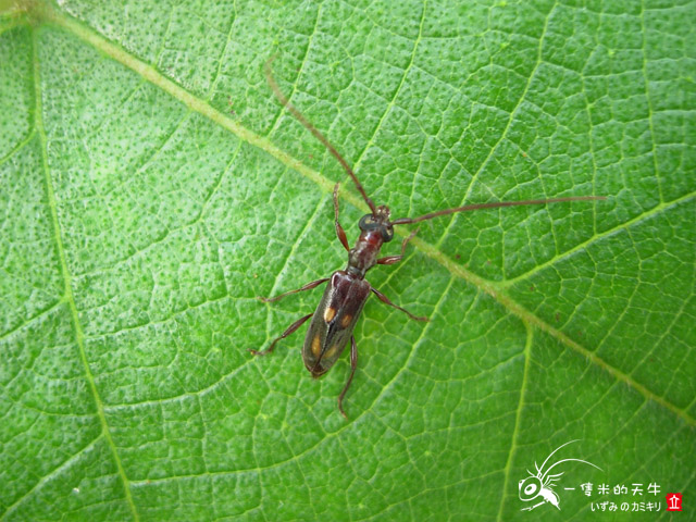 «ö¦¹¦b·sµøµ¡ÂsÄý¹Ï¤ù