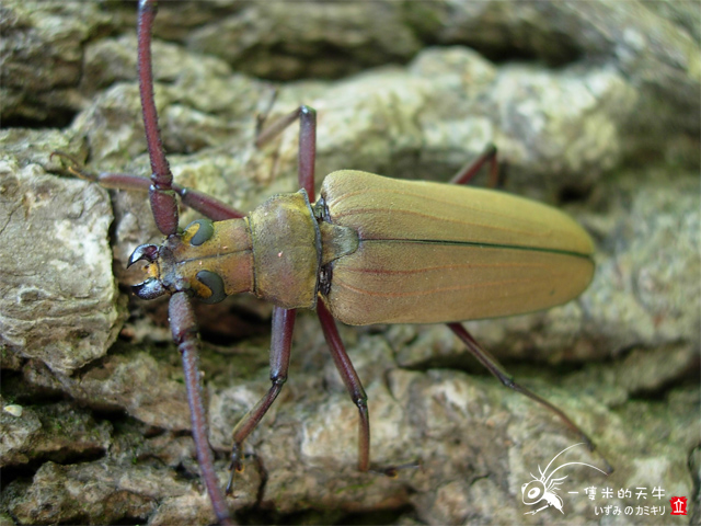 «ö¦¹¦b·sµøµ¡ÂsÄý¹Ï¤ù