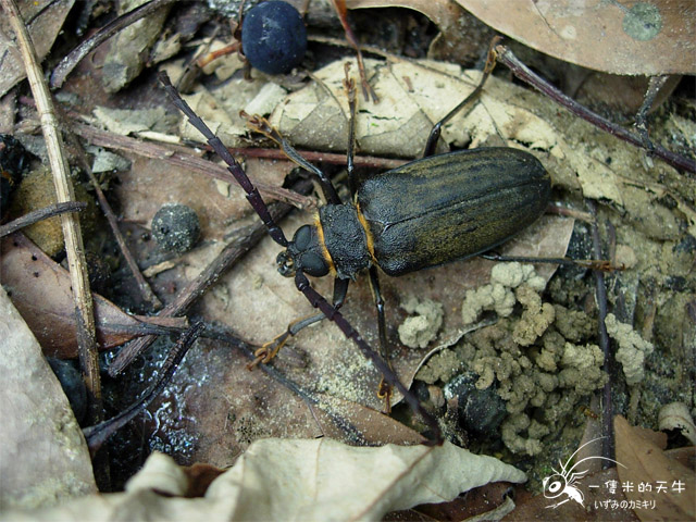 «ö¦¹¦b·sµøµ¡ÂsÄý¹Ï¤ù