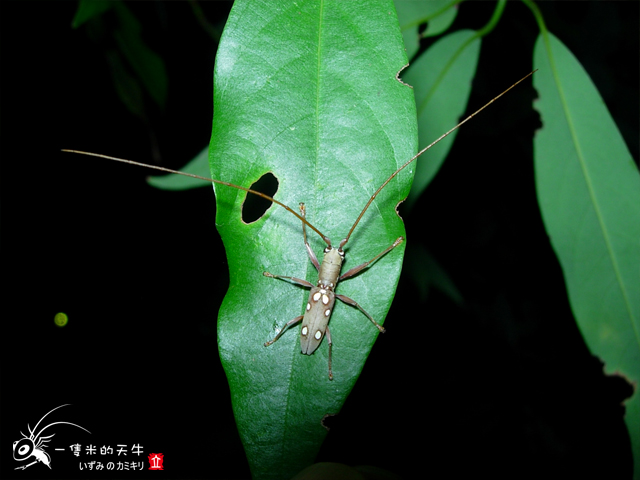 «ö¦¹¦b·sµøµ¡ÂsÄý¹Ï¤ù