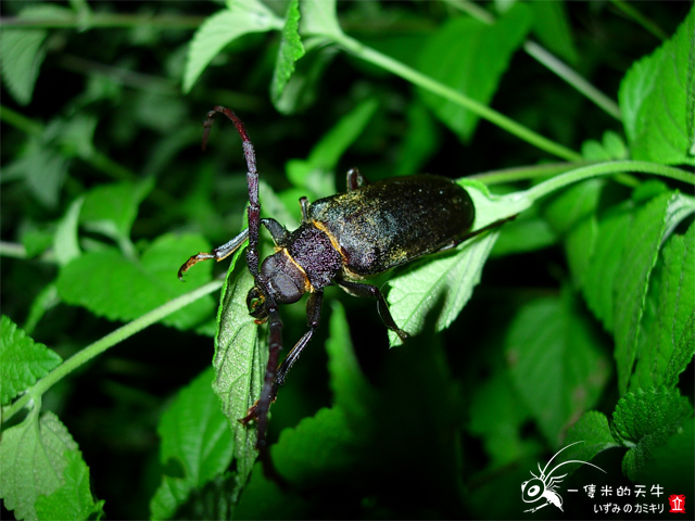 «ö¦¹¦b·sµøµ¡ÂsÄý¹Ï¤ù