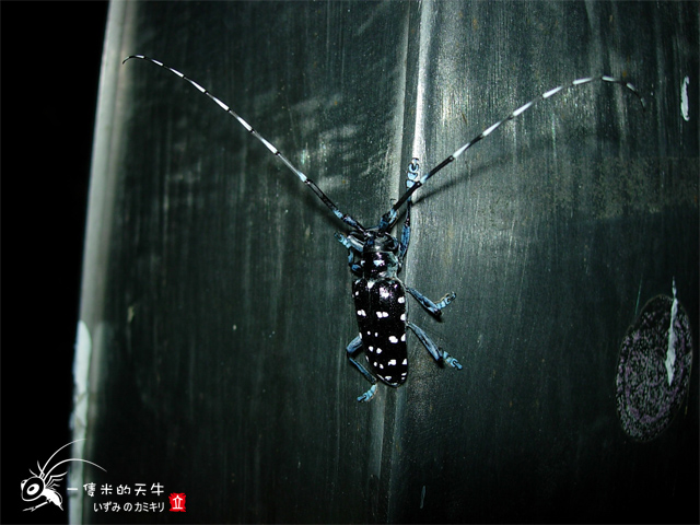 «ö¦¹¦b·sµøµ¡ÂsÄý¹Ï¤ù