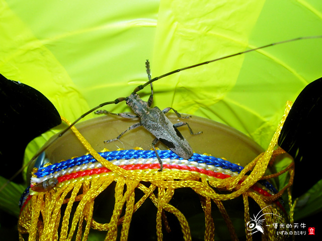 «ö¦¹¦b·sµøµ¡ÂsÄý¹Ï¤ù