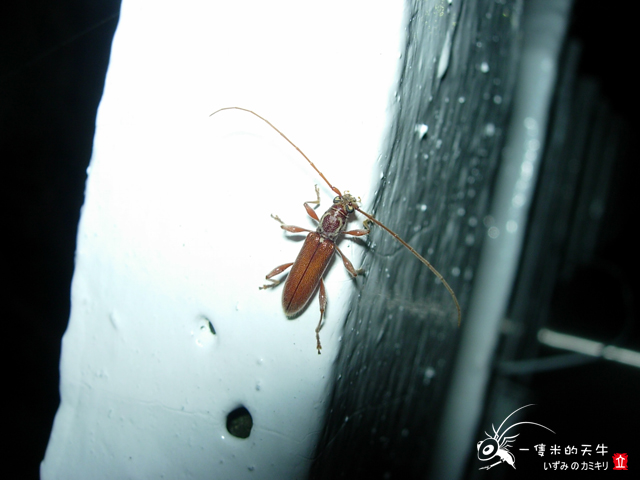 «ö¦¹¦b·sµøµ¡ÂsÄý¹Ï¤ù