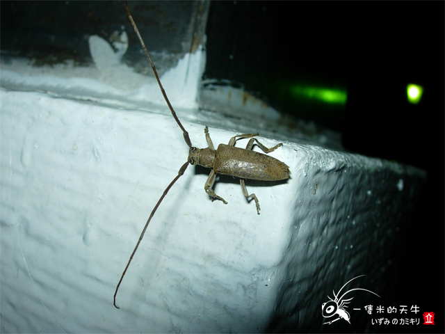 «ö¦¹¦b·sµøµ¡ÂsÄý¹Ï¤ù