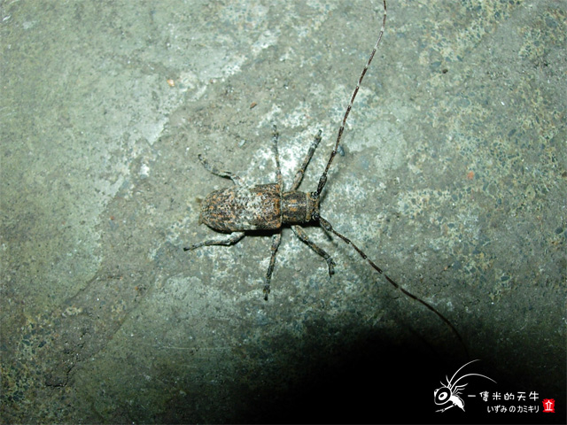 «ö¦¹¦b·sµøµ¡ÂsÄý¹Ï¤ù