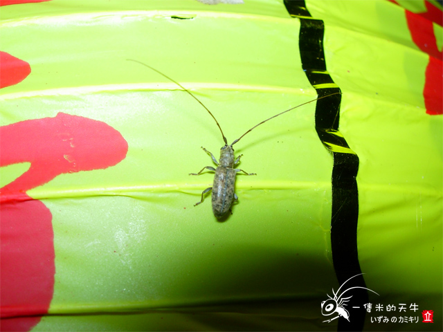 «ö¦¹¦b·sµøµ¡ÂsÄý¹Ï¤ù