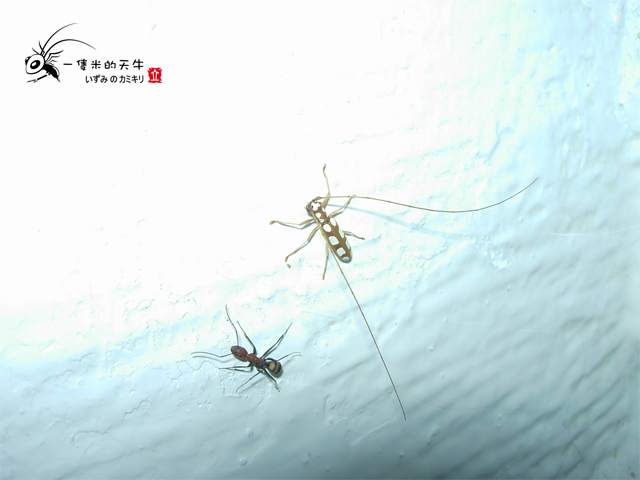 «ö¦¹¦b·sµøµ¡ÂsÄý¹Ï¤ù