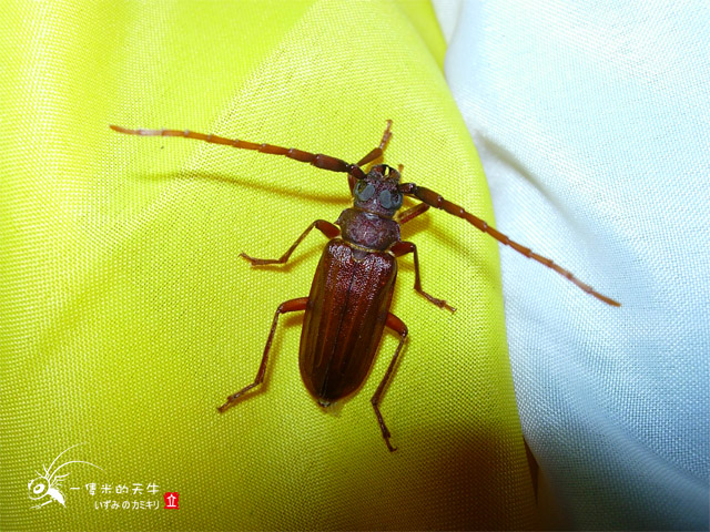 «ö¦¹¦b·sµøµ¡ÂsÄý¹Ï¤ù