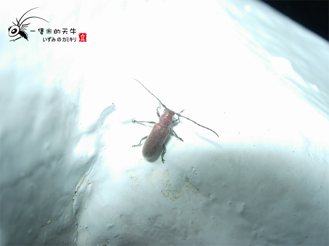 «ö¦¹¦b·sµøµ¡ÂsÄý¹Ï¤ù