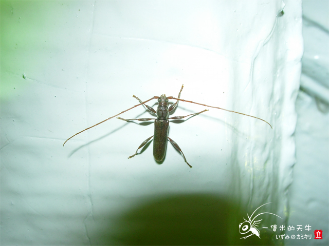 «ö¦¹¦b·sµøµ¡ÂsÄý¹Ï¤ù