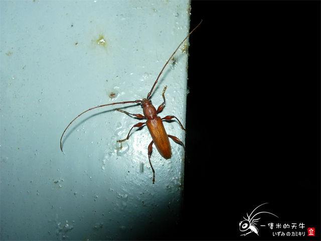 «ö¦¹¦b·sµøµ¡ÂsÄý¹Ï¤ù