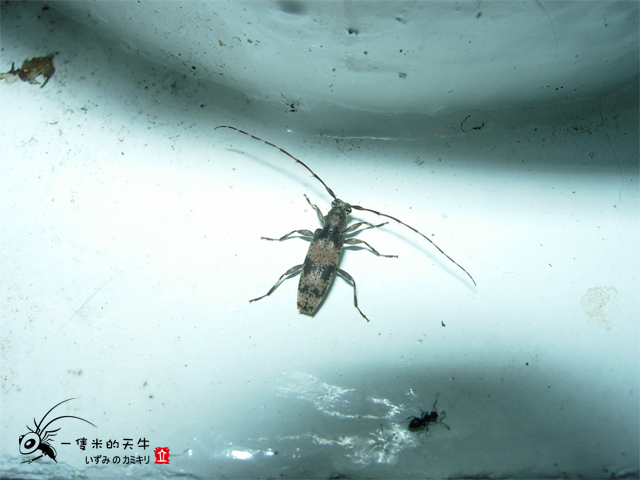 «ö¦¹¦b·sµøµ¡ÂsÄý¹Ï¤ù