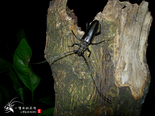 «ö¦¹¦b·sµøµ¡ÂsÄý¹Ï¤ù