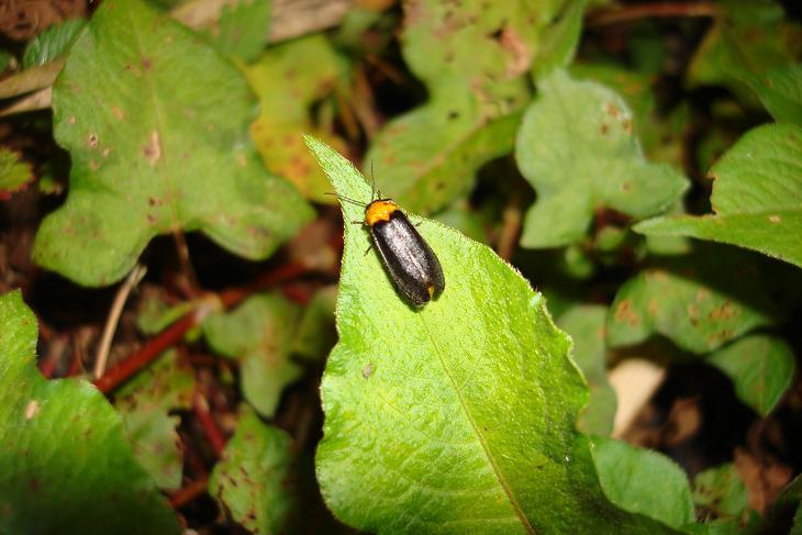 «ö¦¹¦b·sµøµ¡ÂsÄý¹Ï¤ù