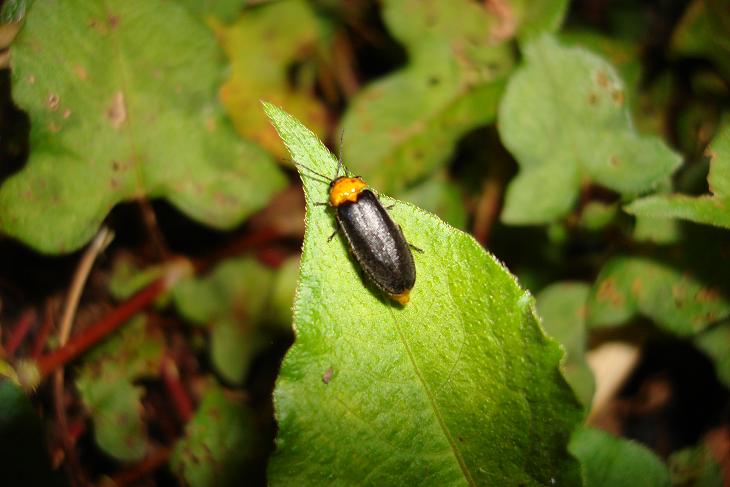 «ö¦¹¦b·sµøµ¡ÂsÄý¹Ï¤ù