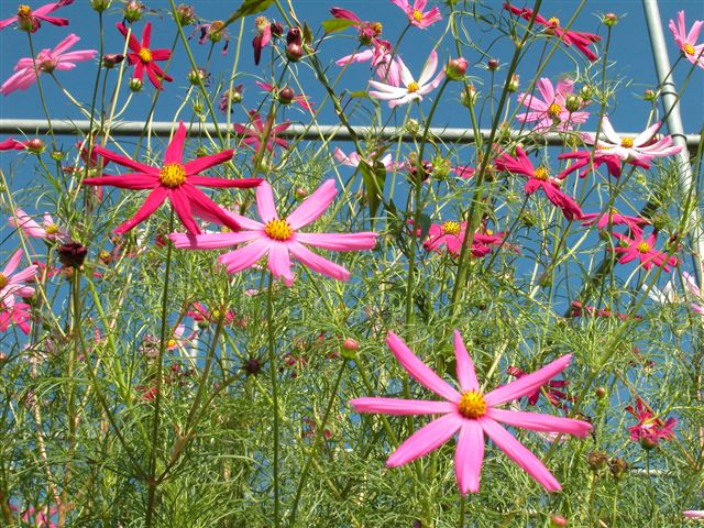 «ö¦¹¦b·sµøµ¡ÂsÄý¹Ï¤ù