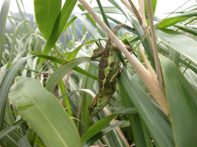 «ö¦¹¦b·sµøµ¡ÂsÄý¹Ï¤ù