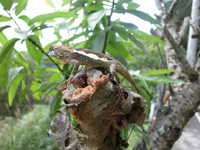 «ö¦¹¦b·sµøµ¡ÂsÄý¹Ï¤ù