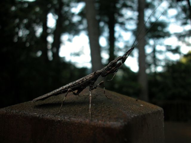 «ö¦¹¦b·sµøµ¡ÂsÄý¹Ï¤ù