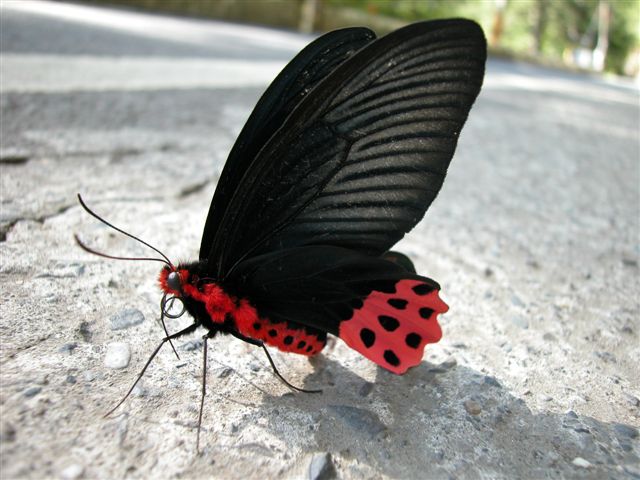 «ö¦¹¦b·sµøµ¡ÂsÄý¹Ï¤ù