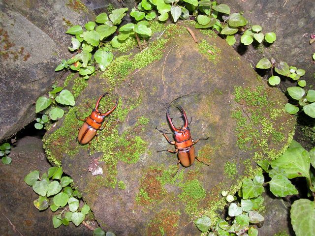 «ö¦¹¦b·sµøµ¡ÂsÄý¹Ï¤ù