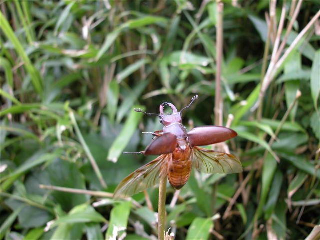 «ö¦¹¦b·sµøµ¡ÂsÄý¹Ï¤ù