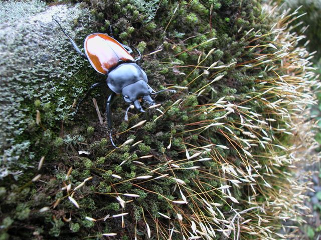 «ö¦¹¦b·sµøµ¡ÂsÄý¹Ï¤ù