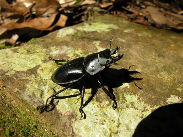 «ö¦¹¦b·sµøµ¡ÂsÄý¹Ï¤ù