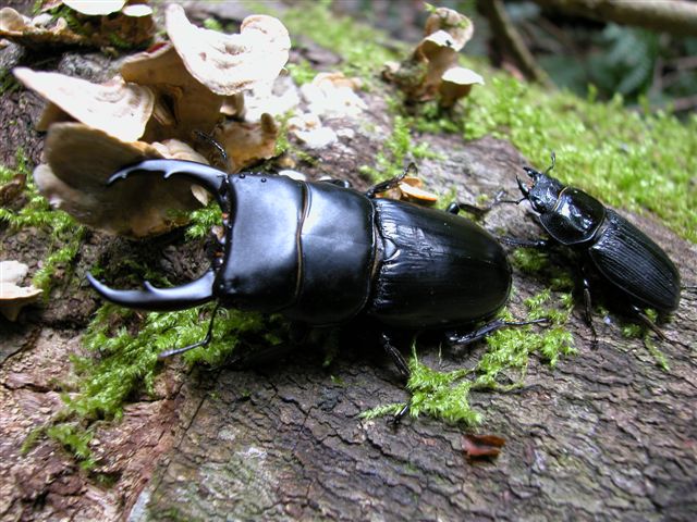 «ö¦¹¦b·sµøµ¡ÂsÄý¹Ï¤ù