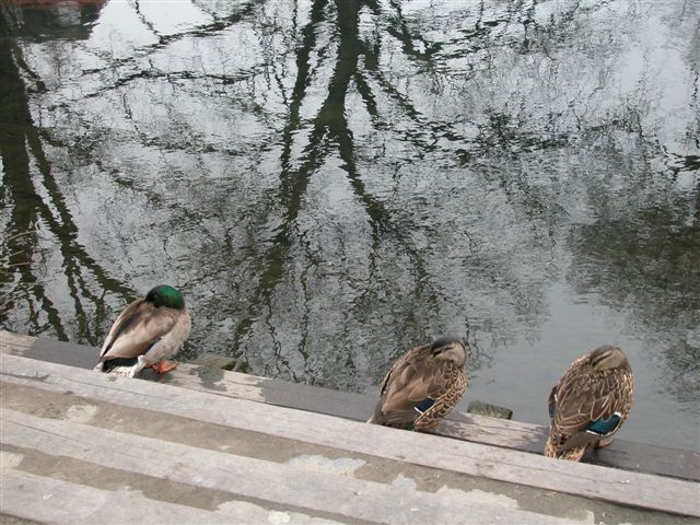 «ö¦¹¦b·sµøµ¡ÂsÄý¹Ï¤ù