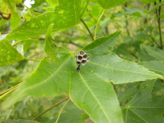 «ö¦¹¦b·sµøµ¡ÂsÄý¹Ï¤ù