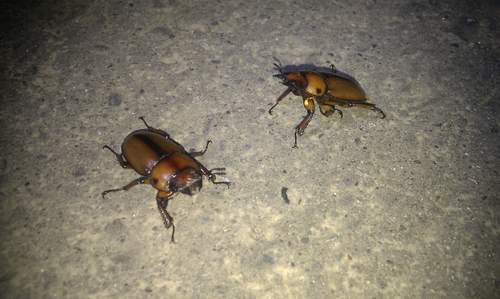 按此在新視窗瀏覽圖片