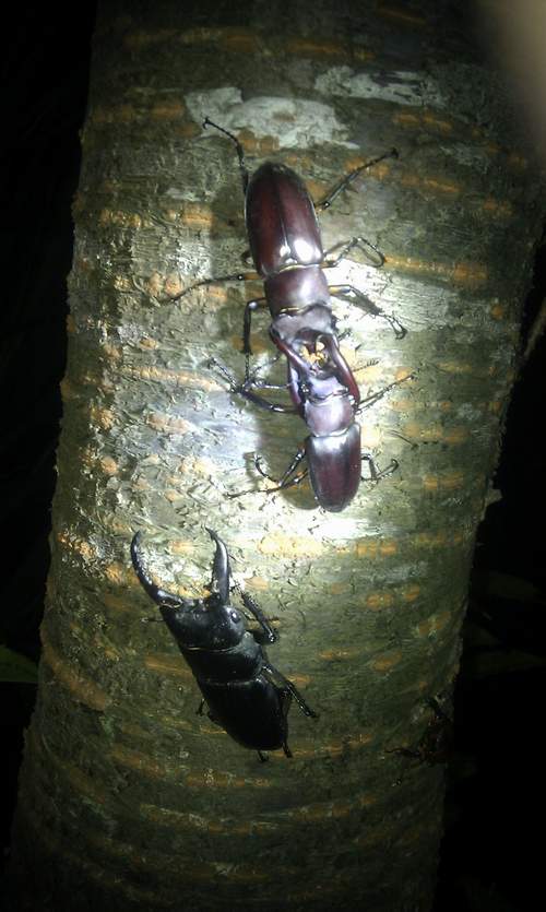 按此在新視窗瀏覽圖片