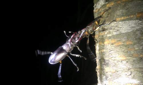 按此在新視窗瀏覽圖片