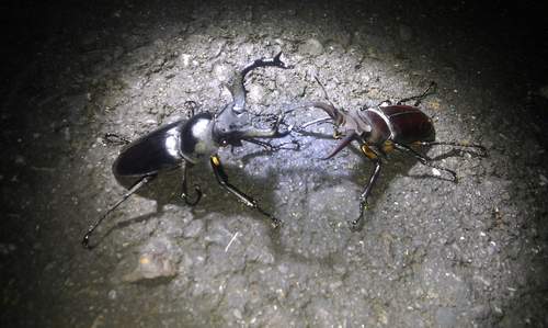 按此在新視窗瀏覽圖片