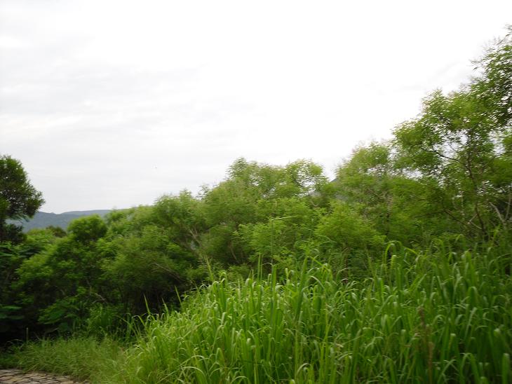 按此在新視窗瀏覽圖片