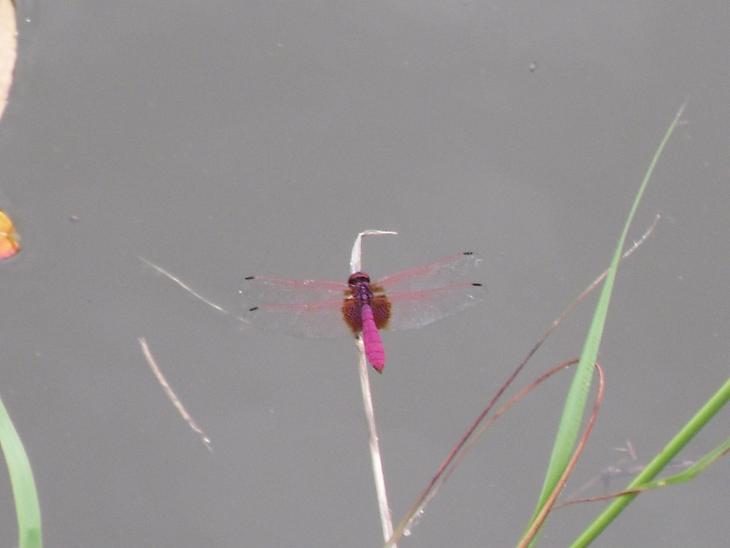 按此在新視窗瀏覽圖片