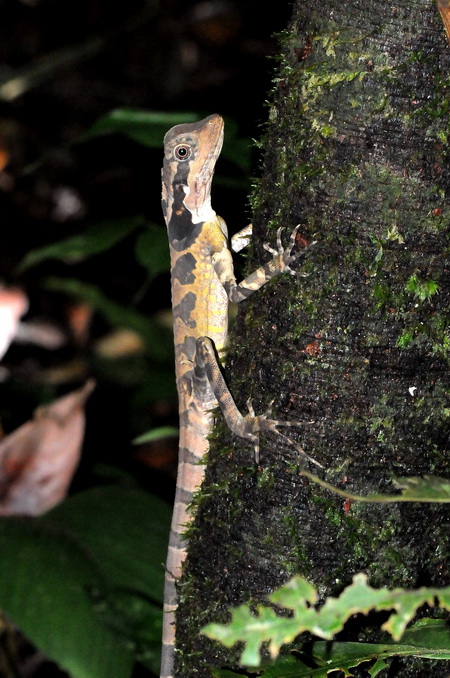 按此在新視窗瀏覽圖片