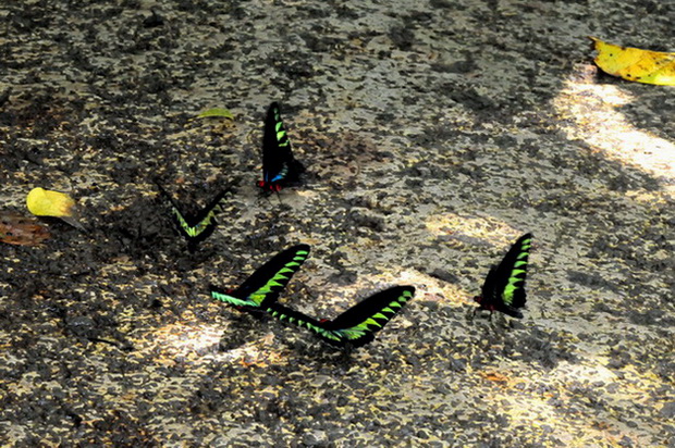 按此在新視窗瀏覽圖片