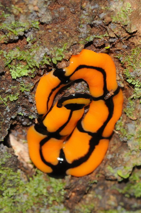 按此在新視窗瀏覽圖片