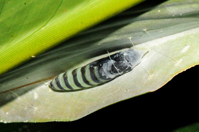 按此在新視窗瀏覽圖片