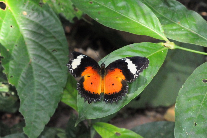 按此在新視窗瀏覽圖片