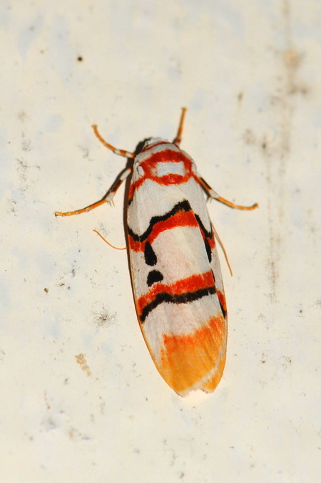 按此在新視窗瀏覽圖片